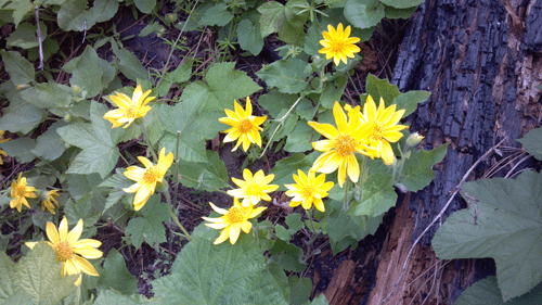 Arnica Flower Pic