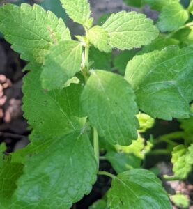 lemon balm plant